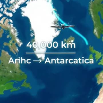 What do you know about the Arctic tern