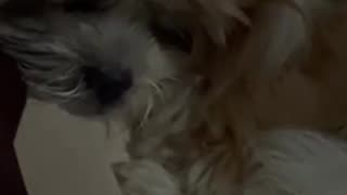 😂😴 This Snoring Sound Will Make Your Day Better! | FunFM