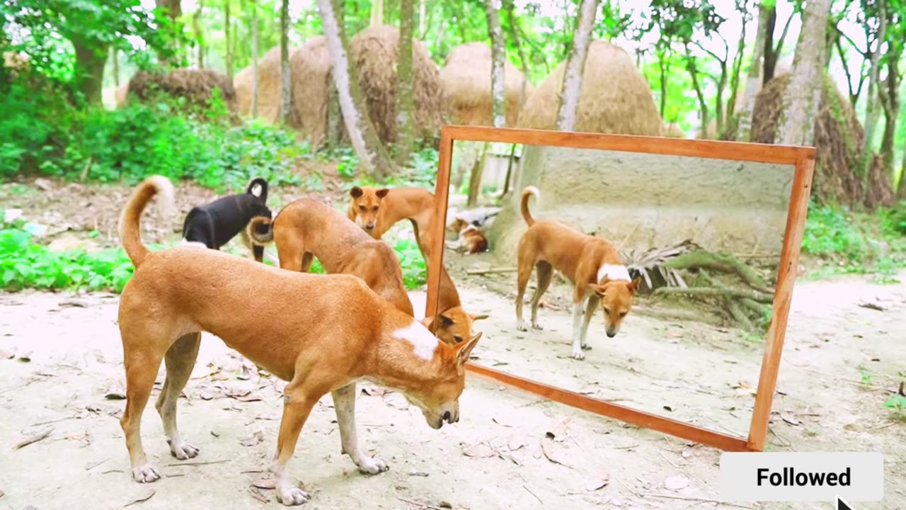 Angry dog vs mirror reaction | Dog is very angry on mirror | Fighting moment