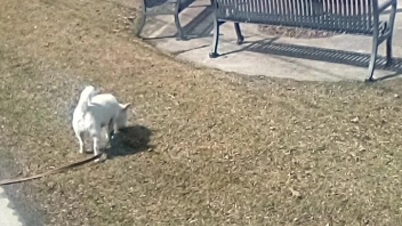 Dog
