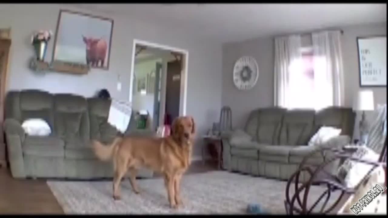 dog home alone