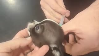 🎉💉 First Vaccination is a Success! | FunFM