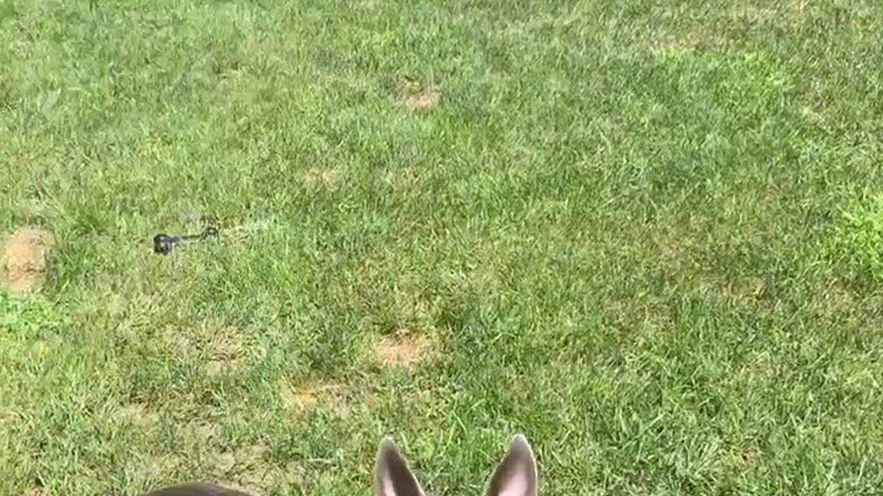 Play ball
