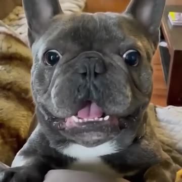 funny animals #shorts