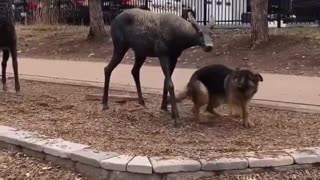 🐶💕 The Funniest Dog Attempting to Make New Friends! | FunFM