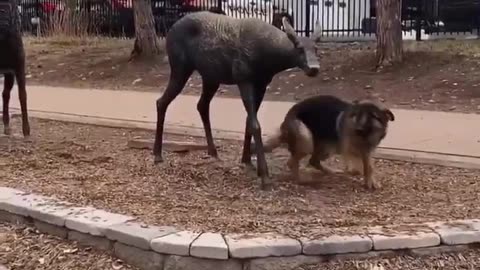 🐶💕 The Funniest Dog Attempting to Make New Friends! | FunFM