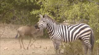 Zebra Sound 🦓😅