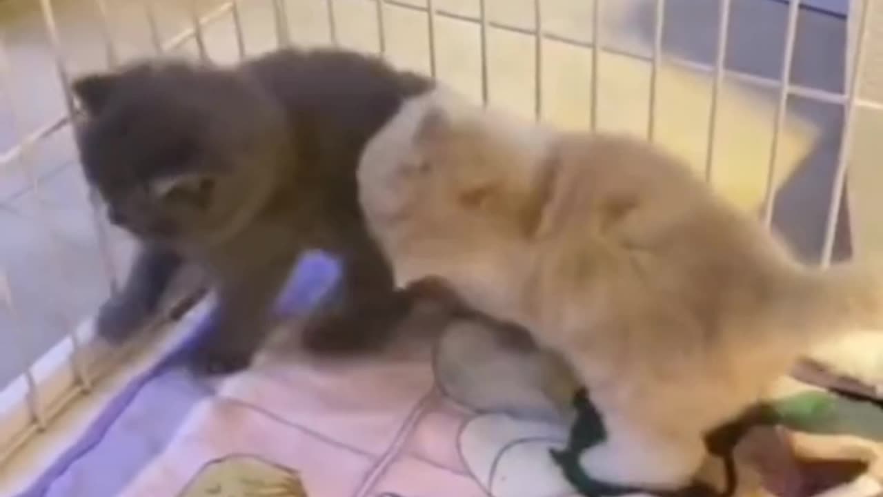Kitten Meets Mirror!