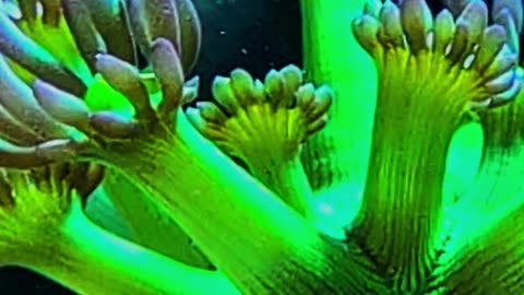 WHO’S THAT CORAL?! 🪸 Test Your Reef Knowledge! (Episode 6)