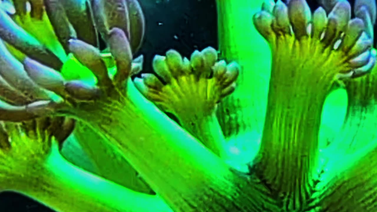 WHO’S THAT CORAL?! 🪸 Test Your Reef Knowledge! (Episode 6)