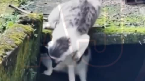 Funny video