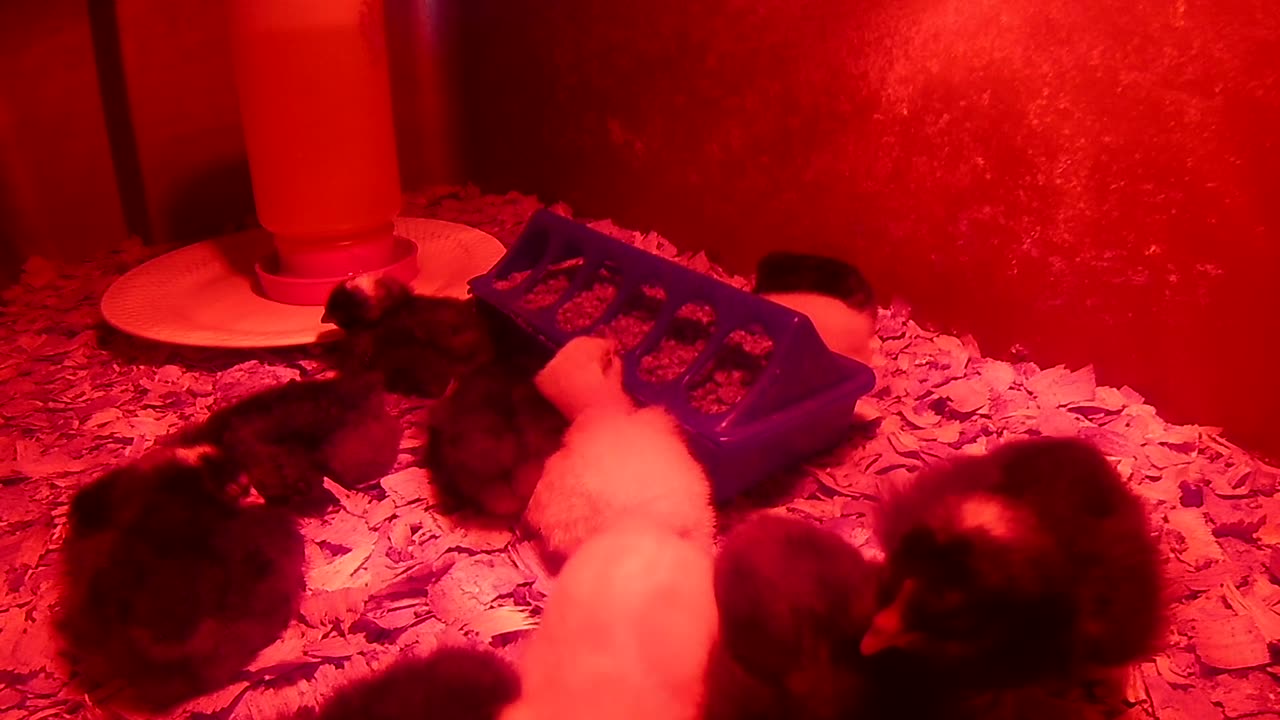 Wake Up! Coming Through!