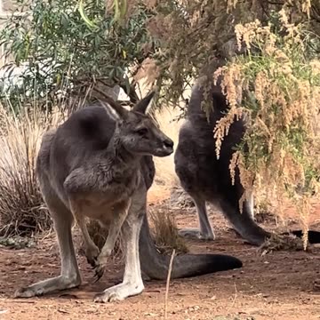 Kangaroos in Australia 🇦🇺