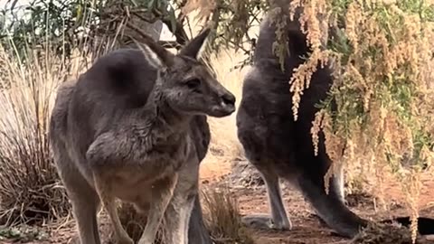 Kangaroos in Australia 🇦🇺