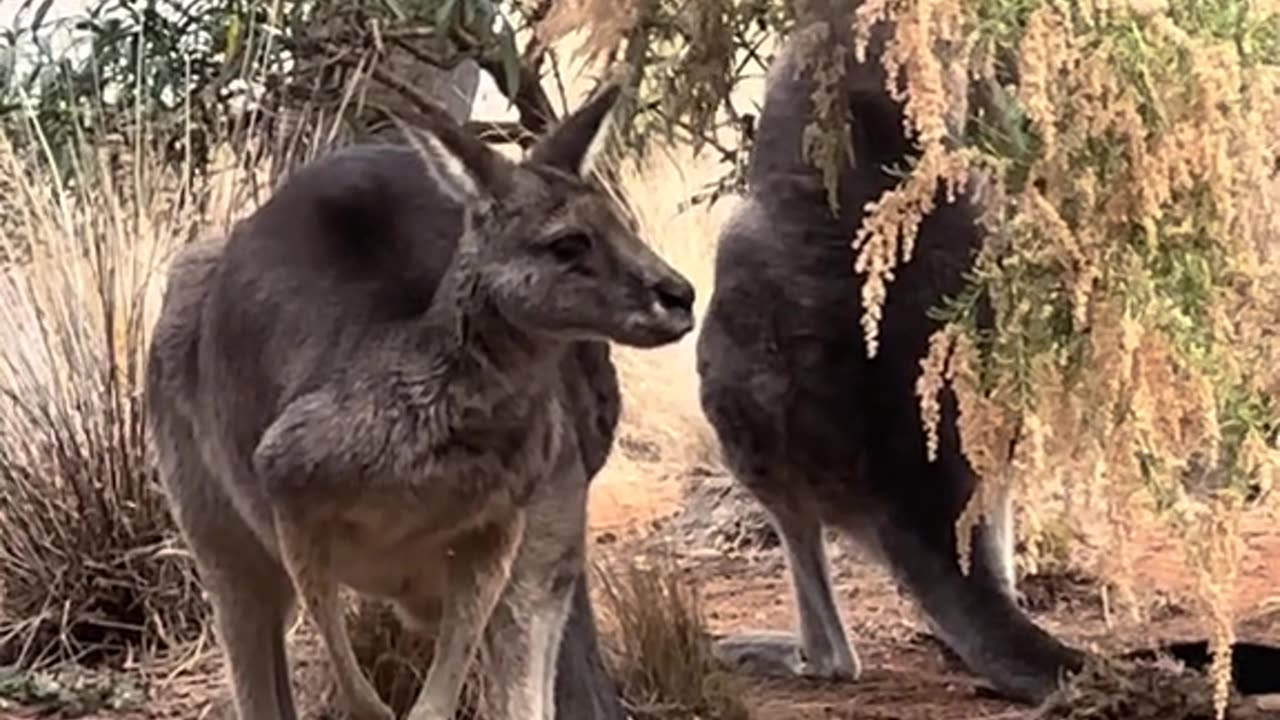 Kangaroos in Australia 🇦🇺