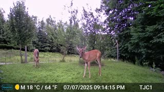A buck in velvet