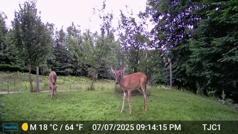 A buck in velvet