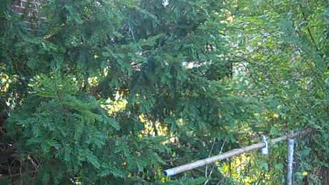 could be a good deal for the right price,, the shea show