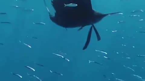 Sailfish, the fastest fish on Earth, gliding through Magdalena Bay
