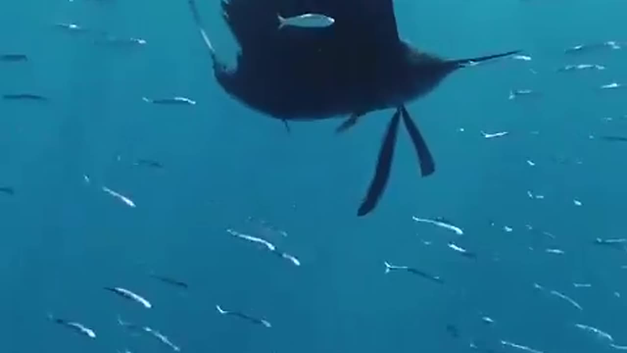 Sailfish, the fastest fish on Earth, gliding through Magdalena Bay
