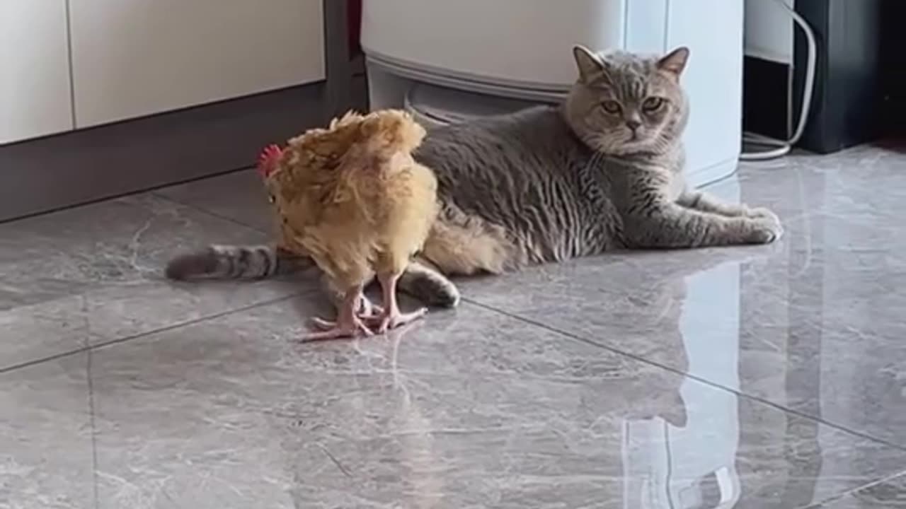 Video funny
