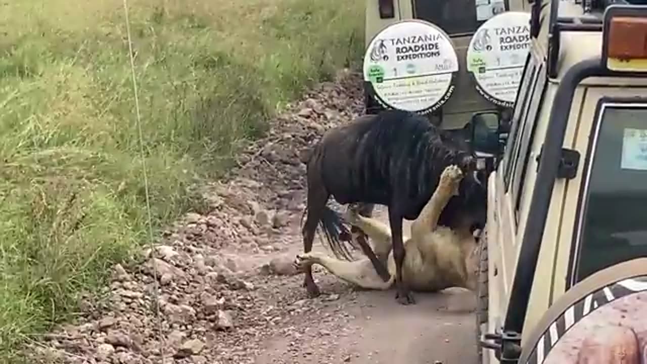 *Rhino Stabs Male Lion with Its Horn*