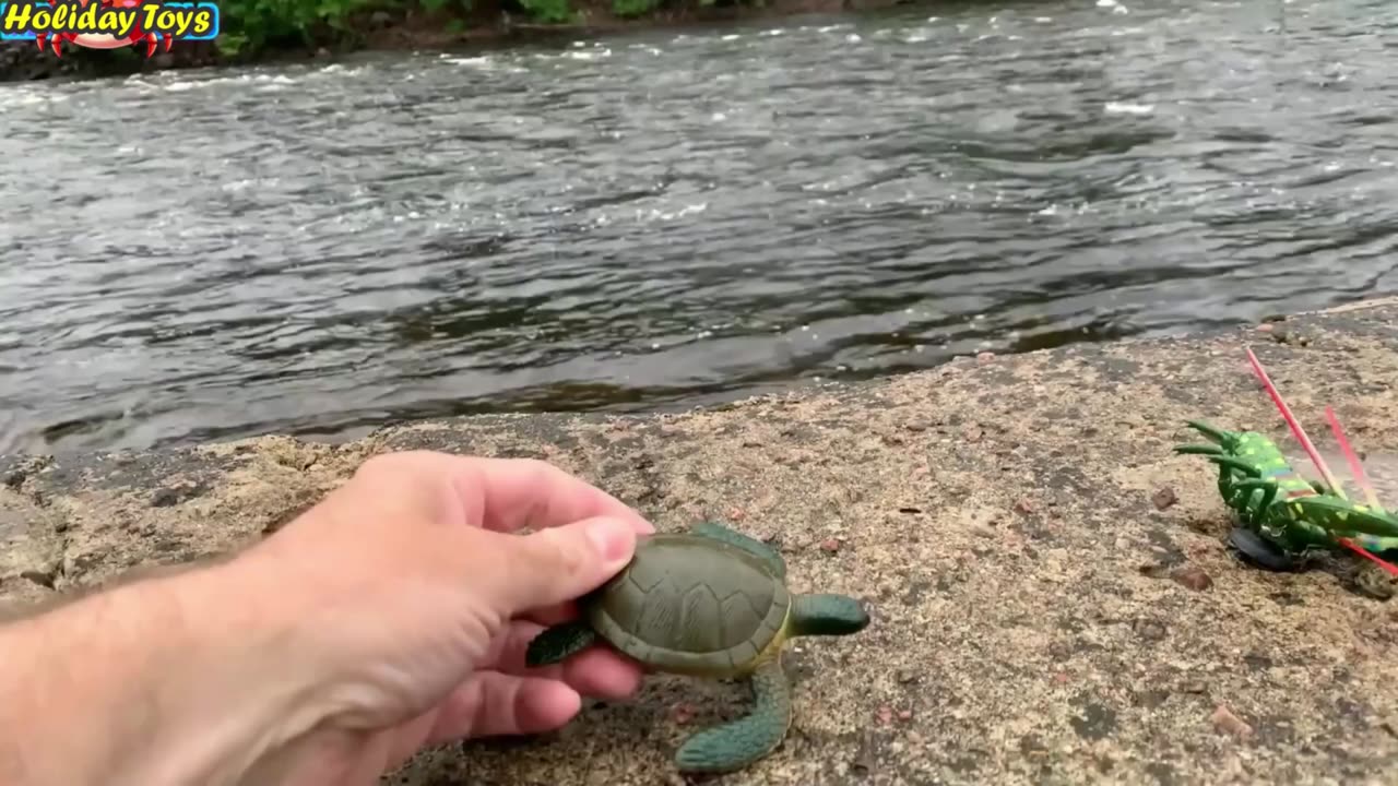 Making Blue Jelly to Freeze Live Fish