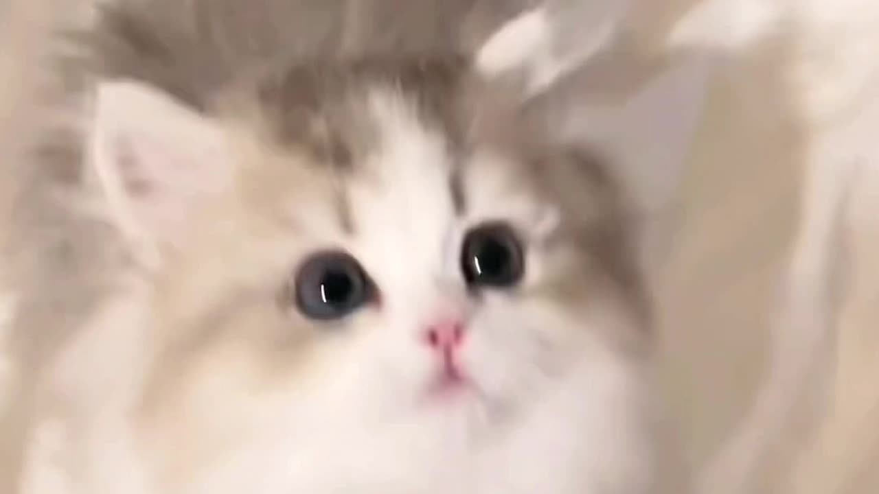 "Only 1% Can Watch Without Smiling! 😹❤️
