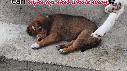 Tiny Paws