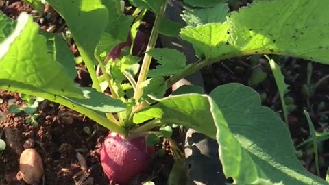 Radish plants #radish