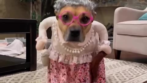 Dressup funny