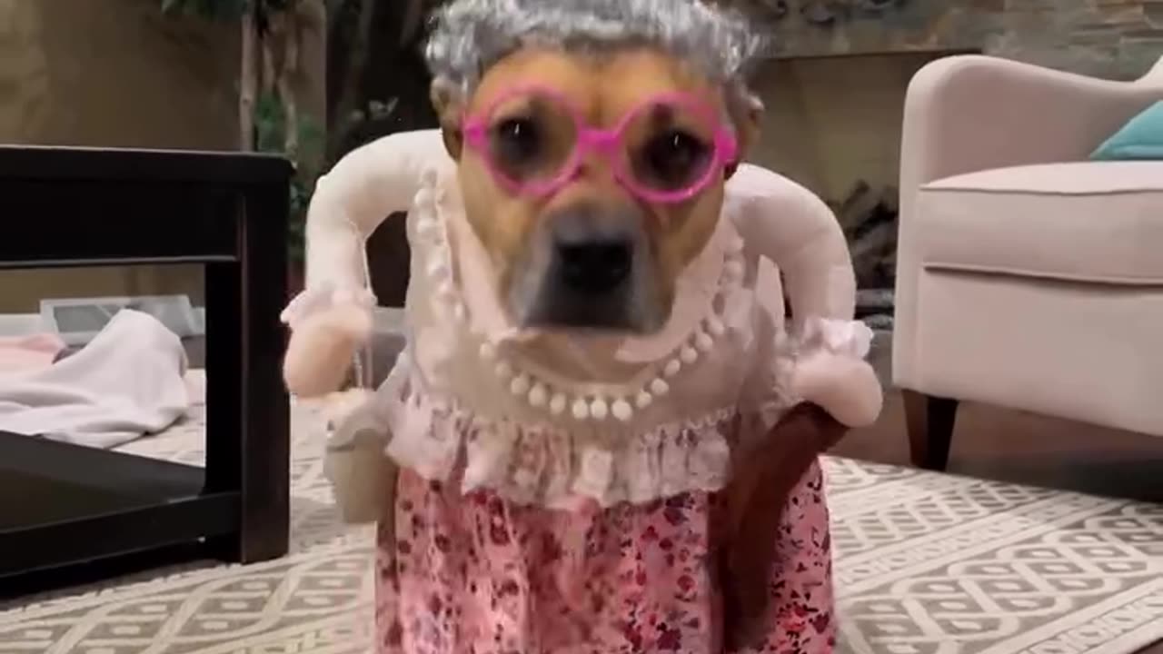 Dressup funny