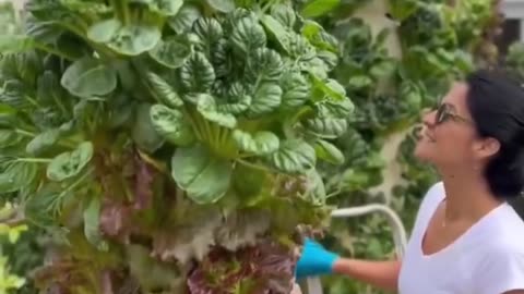 VERYTICAL Farming DOG truth dog tips