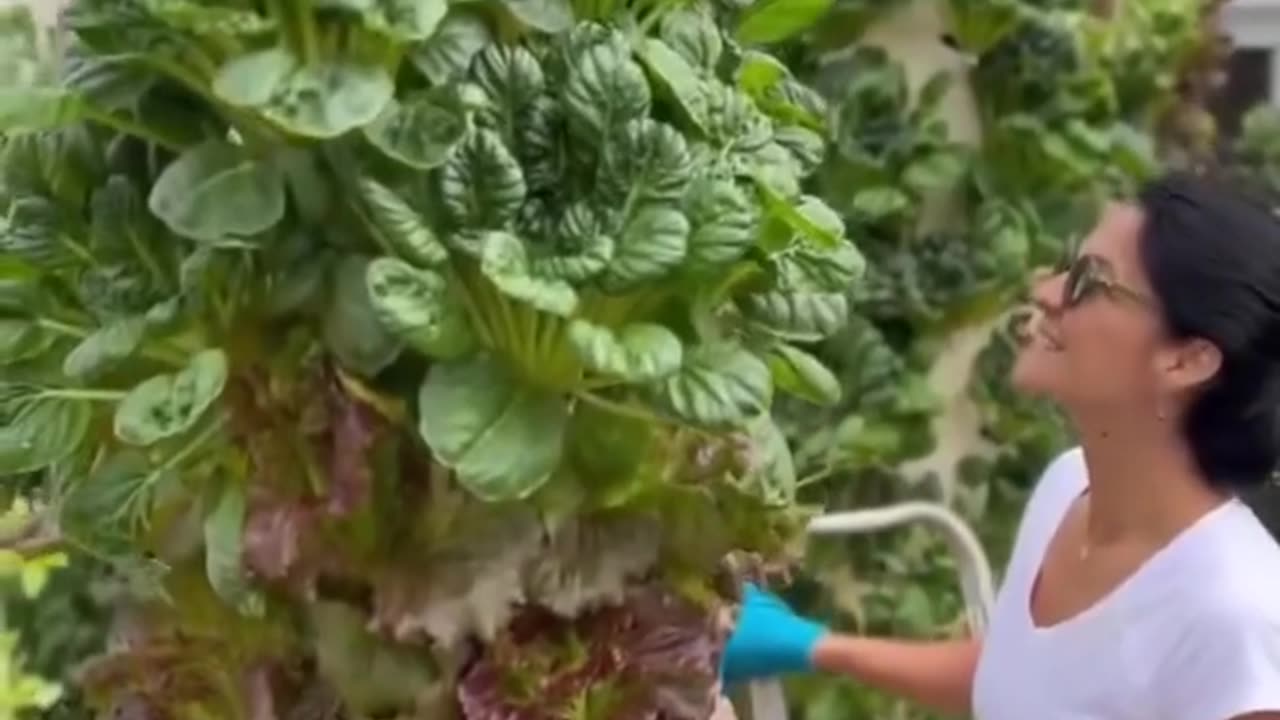 VERYTICAL Farming DOG truth dog tips