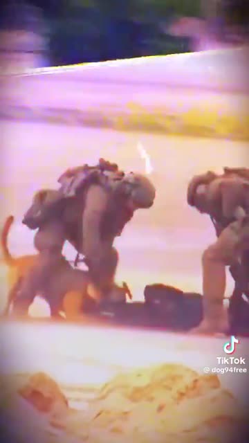 Absolutely BADASS dogs!