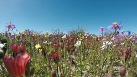 🌸🌿🐦 Nature, Flowers, Greenery, Birds Chirping, Wind Blowing, Breezes 🍃🍃
