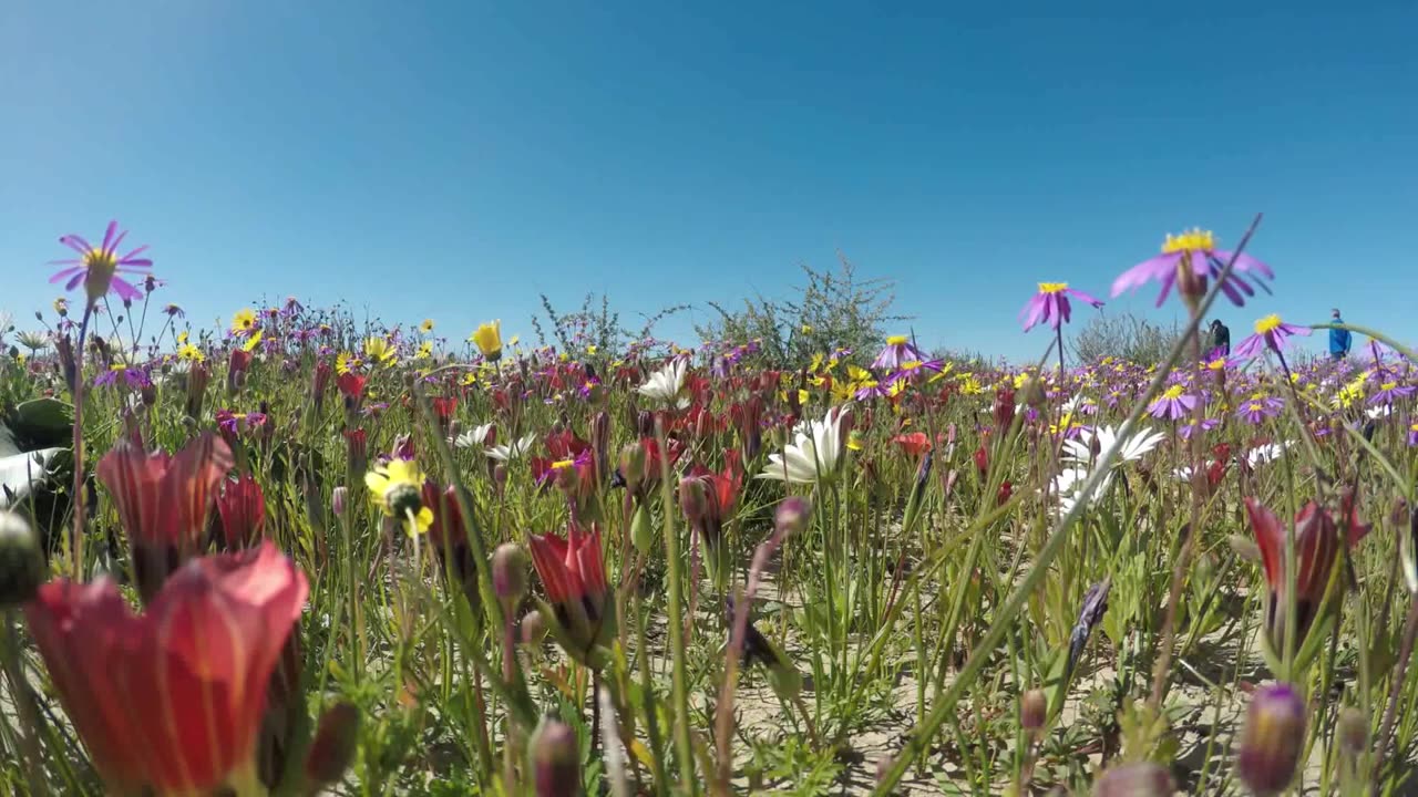 🌸🌿🐦 Nature, Flowers, Greenery, Birds Chirping, Wind Blowing, Breezes 🍃🍃