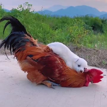 When a Puppy Befriends a Rooster… 🐶💛🐔 | Sounds of Nature