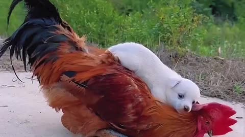 When a Puppy Befriends a Rooster… 🐶💛🐔 | Sounds of Nature