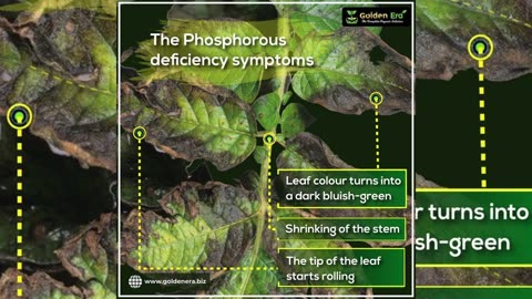 Phosphorus deficiency old youtube
