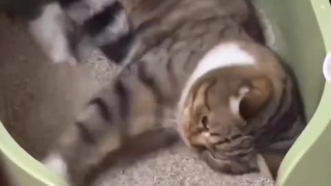 🐱✨ Adorable Cats | Laugh & Melt Your Heart with Funny Clips!