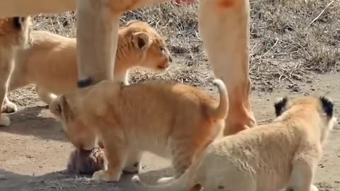 Lion's cute babies are playing