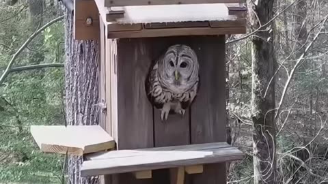 A couple rescued an owl stuck in their car and then this happened