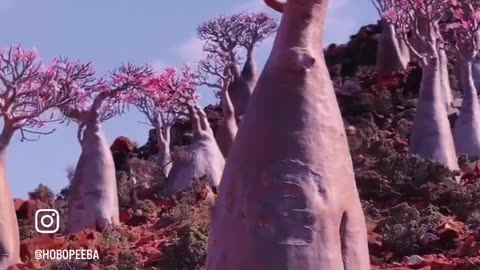 Blooming bottle trees (Adenium obesum) in Yemen.
