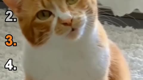 🐱 Top 5 Funniest CAT MOMENTS 🐱 #shorts