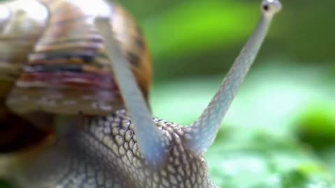 Slow and steady wins the macro race 🐌💫 #MacroWonder
