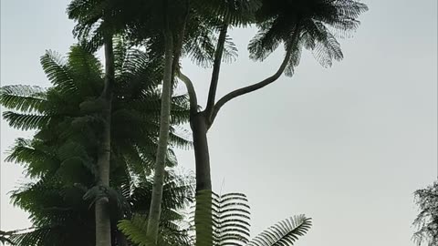 Solobium Tree – The Rising Star of Ornamental Plants