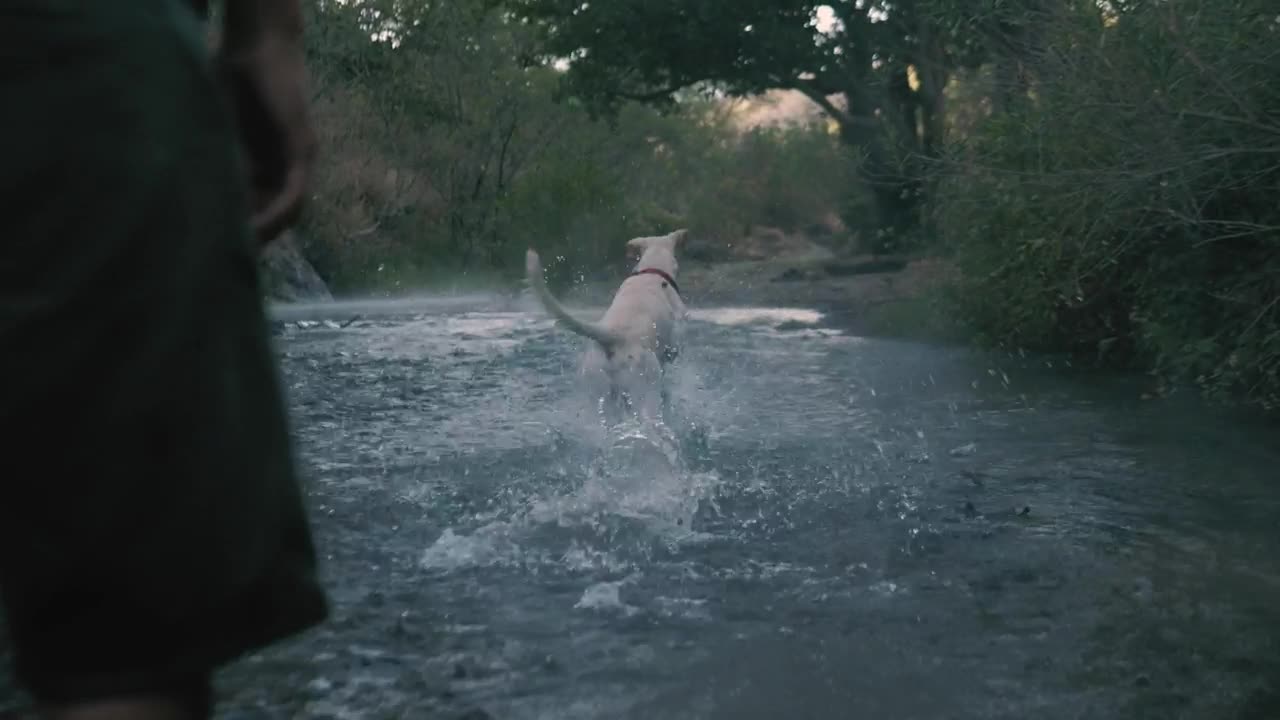 A person stands in a river with trees in the background and throws a ball for a white dog to catch.