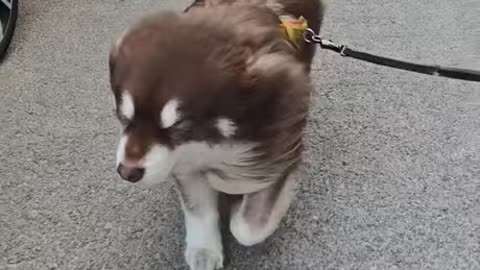 Windy Dog