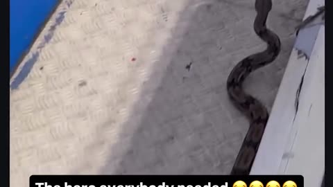 😂🐍 Snakes and Escalators! | FunFM